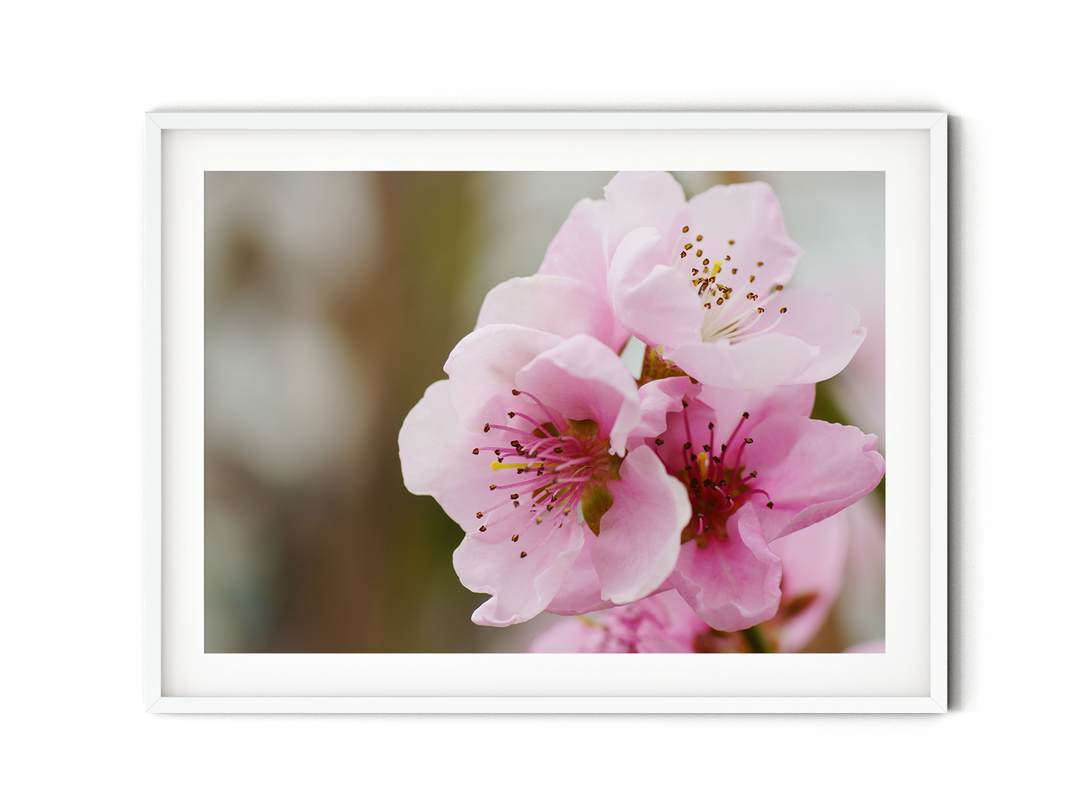 Peach Blossom | Fine Art Photography Print