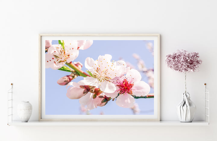 Frühlingsblüten | Fine Art Poster Print