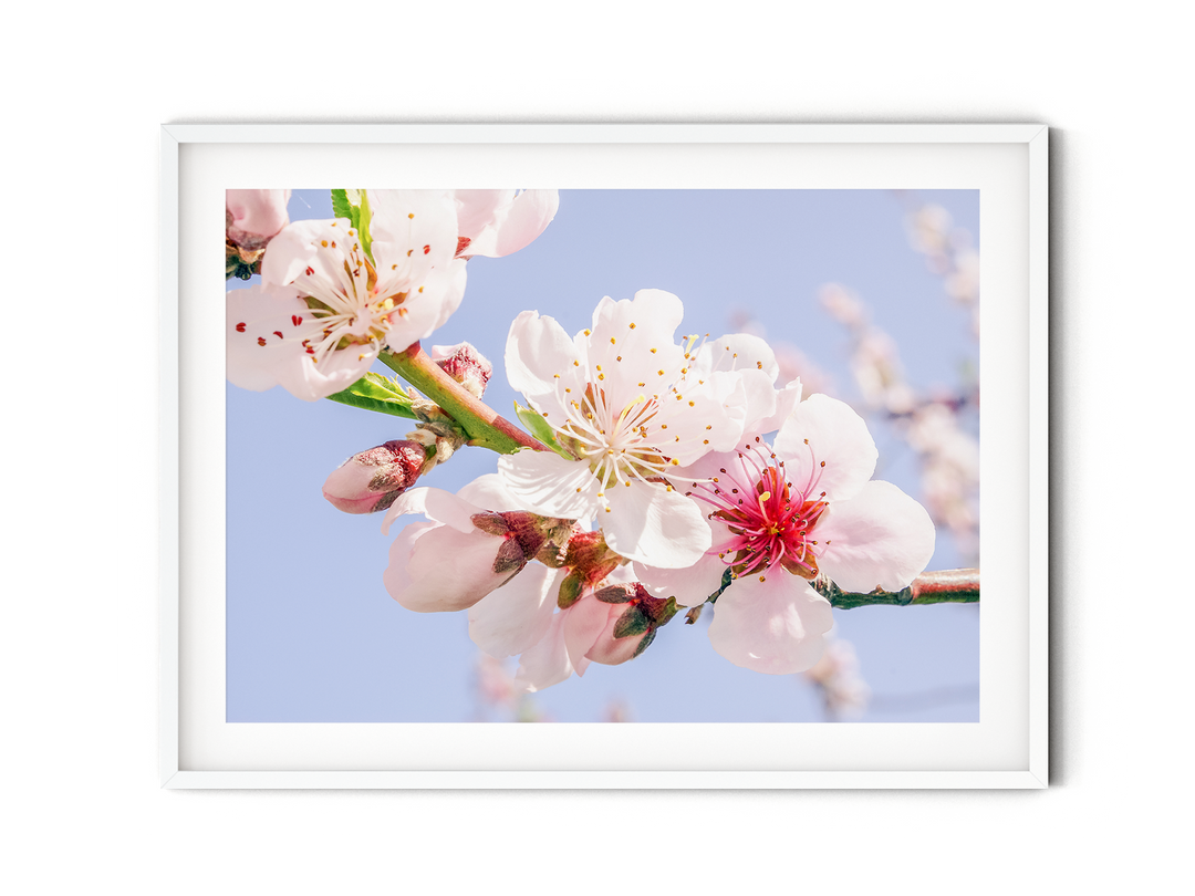 Spring Blossoms | Fine Art Photography Print