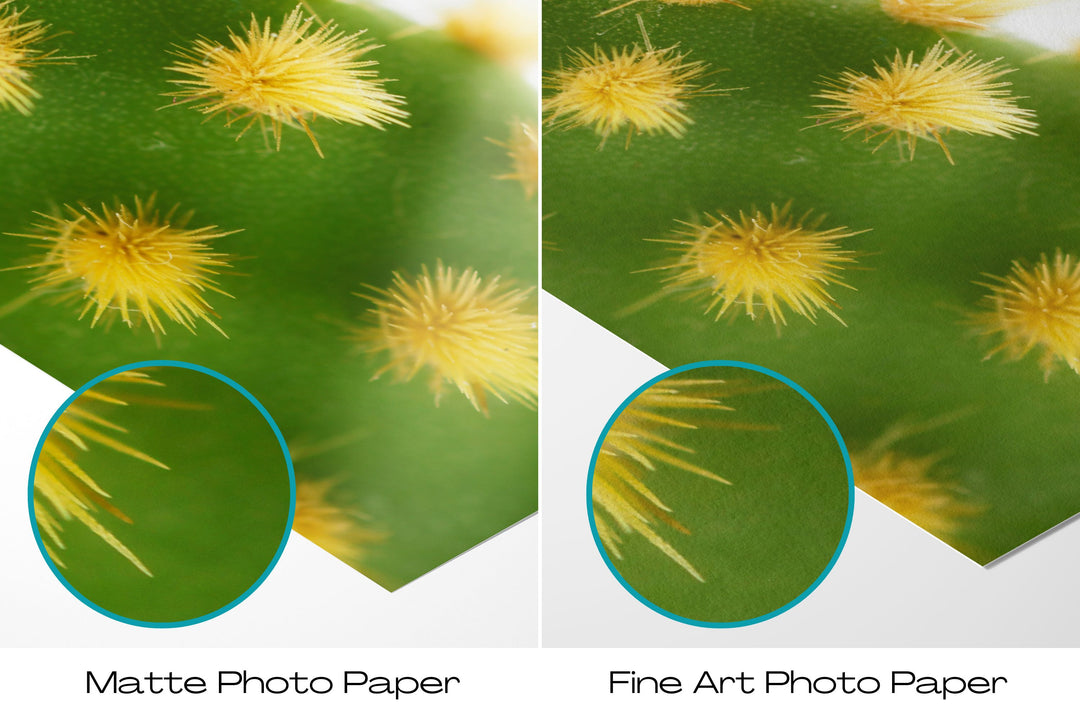 Green Cactus V | Fine Art Photography Print