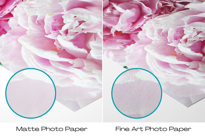Pink Peonies IV | Fine Art Photography Print