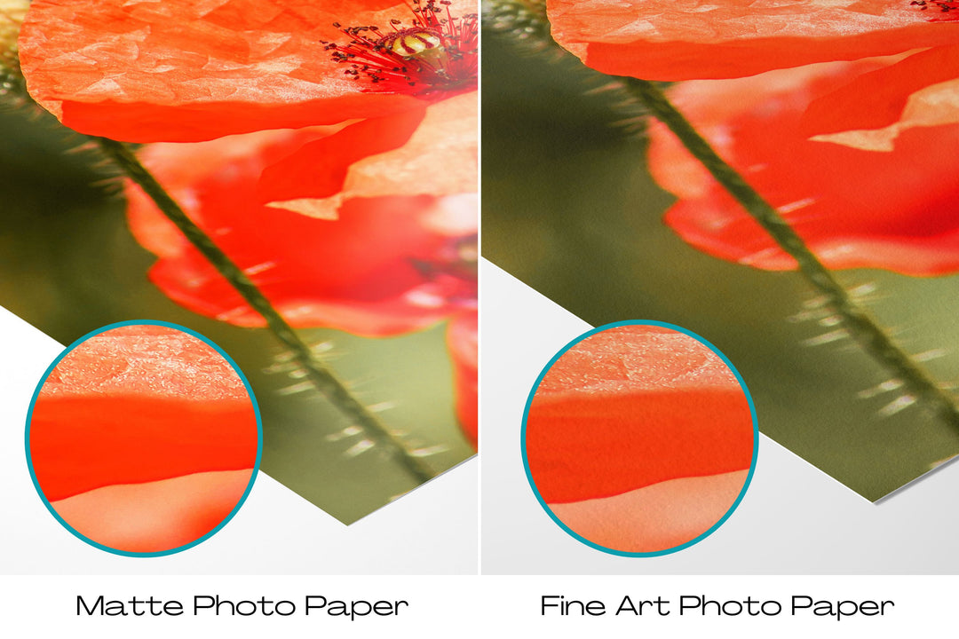 Red Poppy Flower | Fine Art Photography Print