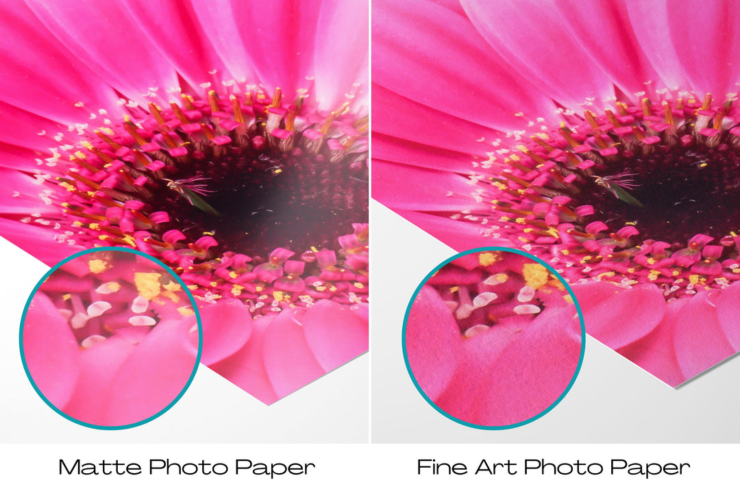 Pink Daisy Flower VII | Fine Art Photography Print