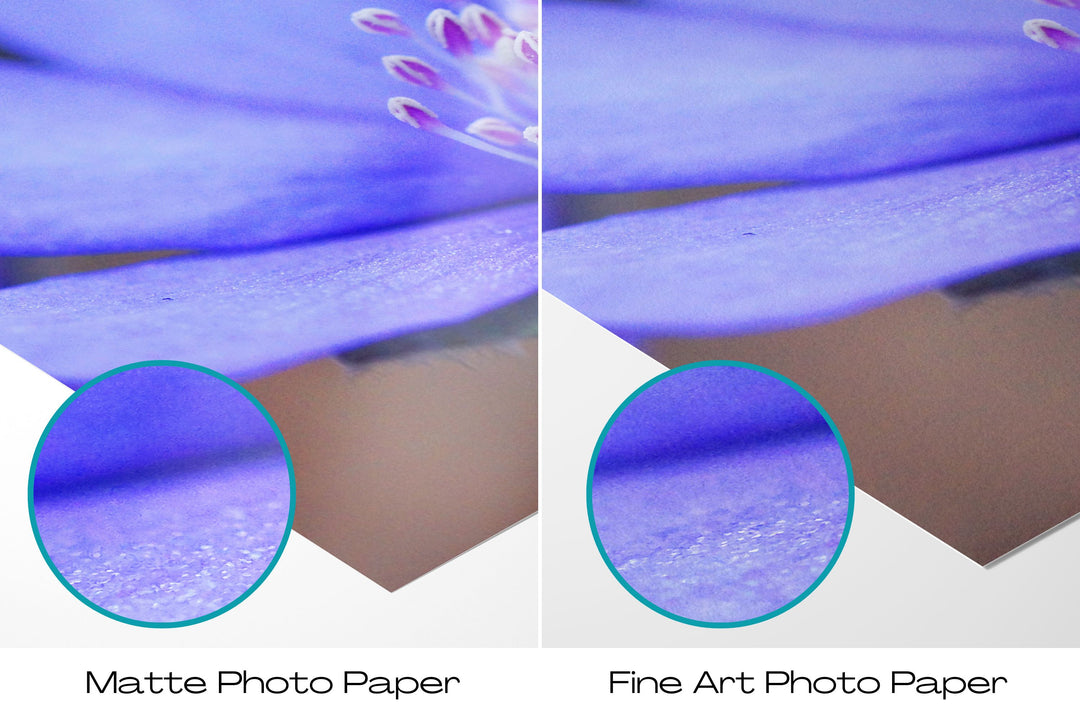 Blue Hepatica Flower | Fine Art Photography Print