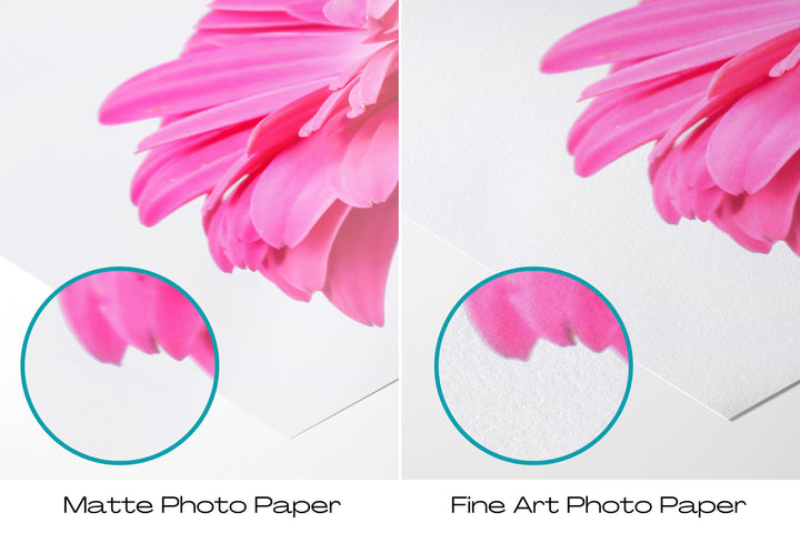Pink Daisy Flower VI | Fine Art Photography Print