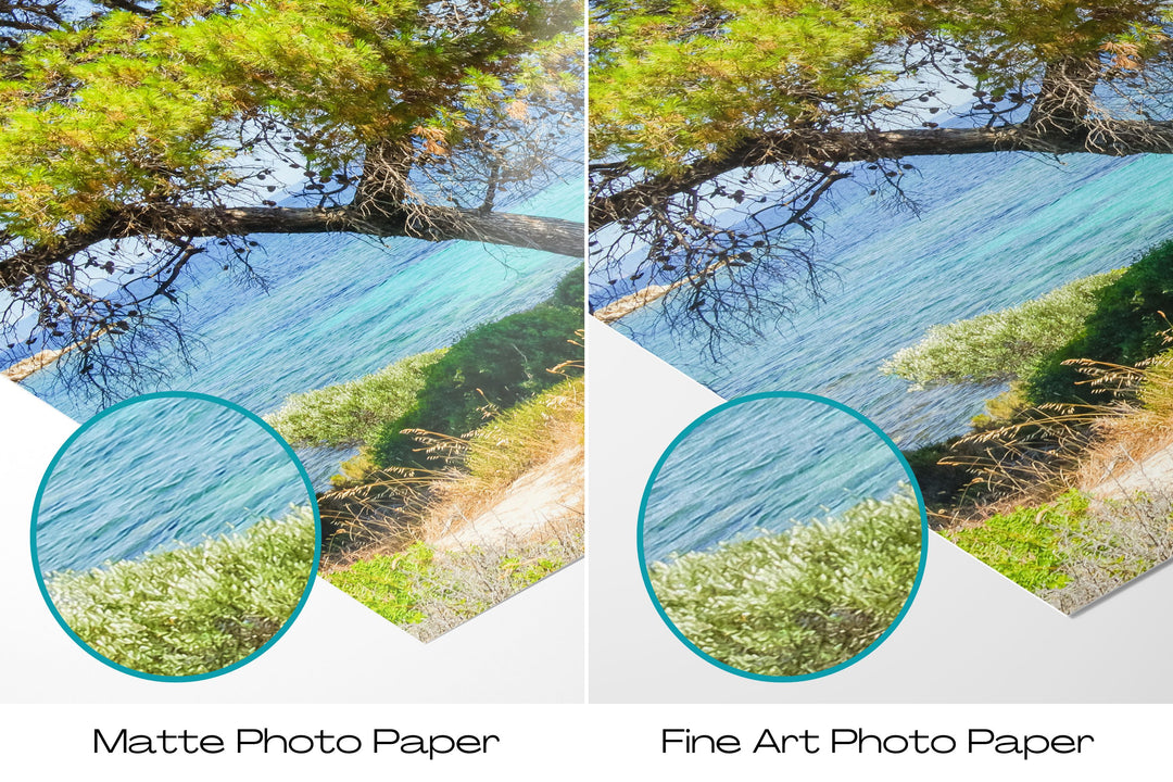 Coastal Pine Tree V | Fine Art Photography Print